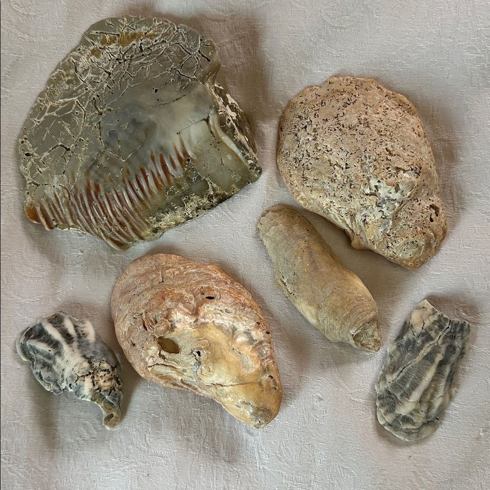 Sea Shells From Bahamas Florida Small Interesting